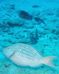 Diving before dark and was surprised to see the squid fam... by Debbie Allen 